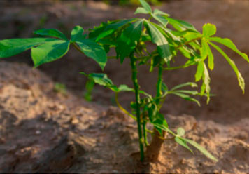 AGRO-RIEGOS MONTERO SL